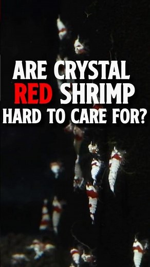 Are Crystal Red Shrimp Hard to Care For? Crystal Red Shrimp