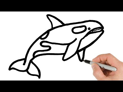 How to Draw Orca Killer Whale | Easy Animals Drawings