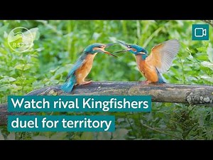 Watch rival Kingfisher duel for territory | RSPB Nature Breaks