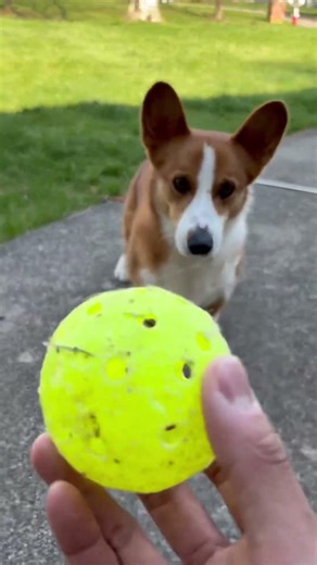 Dukey enjoying the spring #corgi #cute