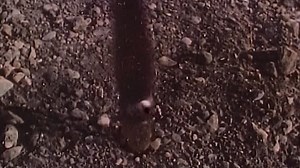 Mighty Morphin Power Rangers - S01E44 - Lions & Blizzards (February 10, 1994)