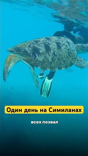 Почему туристы так любят Симиланские острова? #снорклинг