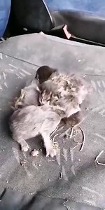 17K views · 173 reactions | ATNAUJINTA. Visa šeima priglausta globėjos Jolantos namuose: https://m.facebook.com/story.php?story_fbid=5242796292458070&id=715330268538051 SOS‼️‼️‼️ (atsirado kačiukų mama) Rastiems mažyliams kačiukams skubiai ieškoma maitinanti katytė!!! Galintys padėti paskambinkite 867457708 | Šiaulių letenėlė | Facebook