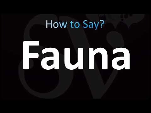 How to Pronounce Fauna (CORRECTLY!)