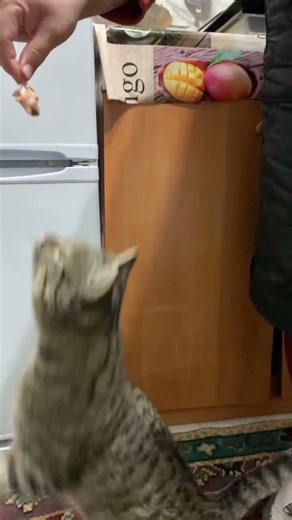 Eating cat😻😻😻