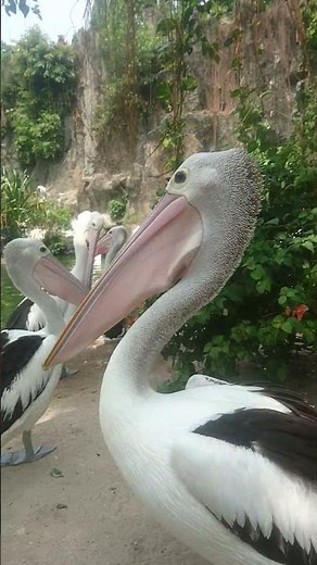 Beautiful Pelican Beak Movement