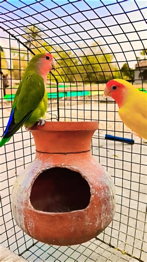 hatima tim tim ami basai padi dim #viral #birds #parrot #shortvideos