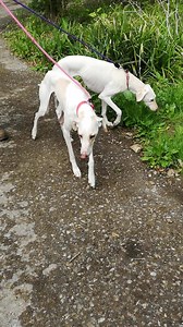 8.5K views · 127 reactions | Champagne & Murphy enjoying their walk today  They are both coming along great. Champagne now walks with us without her tail between her legs and even jumps up at us now when we arrive. Sounds small but people who know her know what a big difference this is  | Hope Animal Shelter Loftus | Facebook