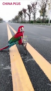 48K views · 1.7K reactions | A smart parrot in central China shows its incredible skills by riding a tricycle, roller skates and then balancing on a roll of cotton to move it forward. | China Plus America | Facebook