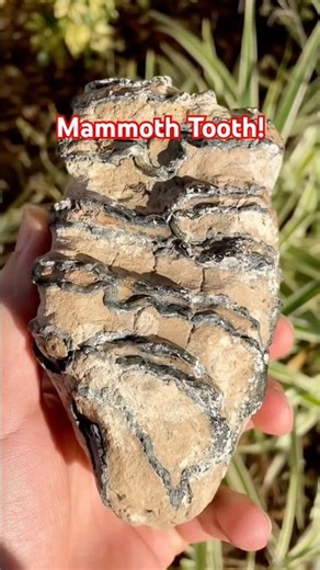 Ice Age Fossil I found scuba diving for Megalodon Shark Teeth off the coast of Venice, Florida!