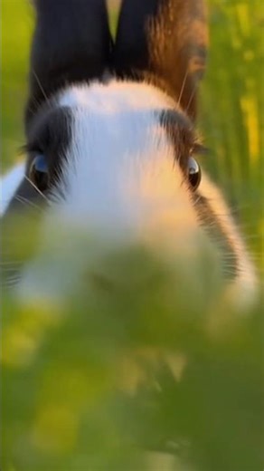 Snake Eat Rabbit 🐰 #shorts #snake #rabbit #baby #nature #wildlife #animals#foryou#viral