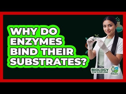 Why Do Enzymes Bind Their Substrates?