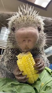 Just a hedgehog in your feed, telling you to try Farmer's Pick perfectly imperfect, rescued sweet corn cobs. Credit: The Cincinnati Zoo & Botanical Garden #hedgehog #meme #funny #adorable #animal #cute #sustainability #joke #humour #mondaymeme #corn #foodwaste #onlinegrocer #supportfarmer #localfarmers #farmtotable #directtotable #delicious #healthysnack #easysnack #fyp #foryoupage #zoo | Farmers Pick
