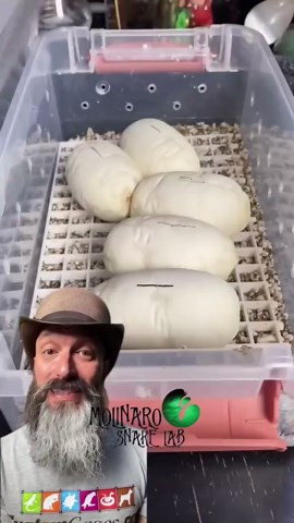 Ball python hatching from start to finish