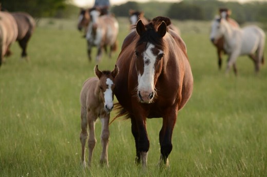 How Many Foals Can A Horse Have In Its Lifetime?