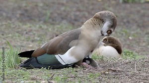 Female Egyptian Goose with a Gosling