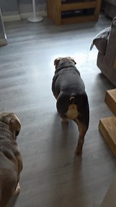 English Bulldog Care Tips and Breed Overview