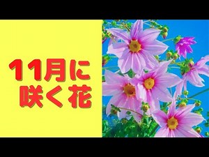 11月に咲く 花