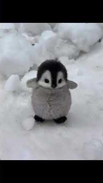 #Aryan vlogs # cute 😍☺ # penguins 🐧😻👀