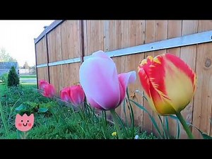 photonastic movement in plants । Biology । Control and Coordination Chapter 7 NCERT class 10 #video