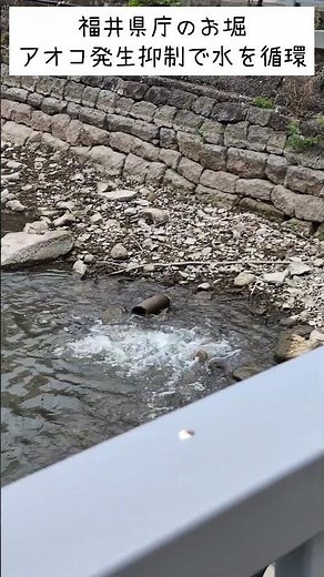 【水不足？】福井県庁 お堀の水が少なすぎる！アオコの発生抑制中！