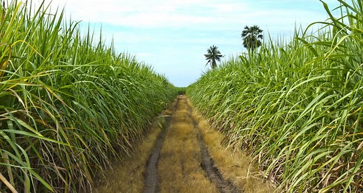 Bioéthanol E85 : la composition du biocarburant