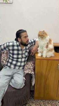 Performance👏👏👏👏👏 #catshorts #catvideo #cat #sajidcat #catcomedy #pets