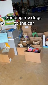 This takes so much impulse control They always wanna go at 100 miles an hour. We’ve been practicing taking turns a lot more. Banana and tootsie had to be opted out of this challenge today😅 | Canine Antics