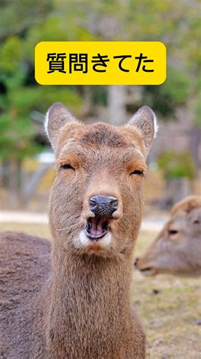 Q : 奈良の大仏と鎌倉の大仏のどちらが大きいですか？