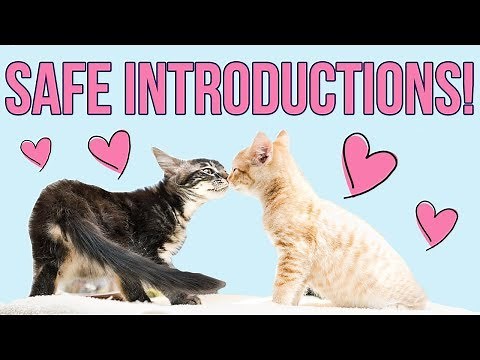 Safely Introducing Kittens (From Different Litters!)