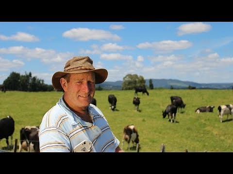 Chicory as Fodder Crop
