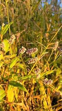 🌿 Smartweed Explained: Wild Edible, Traditional Medicine & More