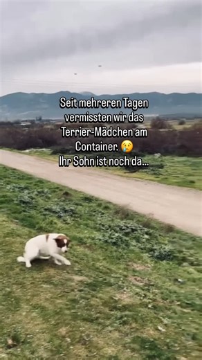 𝙏𝘼𝙍𝙊 𝙂𝙚𝙧𝙢𝙖𝙣𝙮 𝙚.𝙑. on Instagram: "🐾😞 Große Sorgen um die kleine Hündin am Container. Normalerweise leben sie zu zweit an dem Container auf dem Weg zu unserer Station. Mutter und Sohn. Wir sehen sie fast täglich und füttern sie dort. Doch seit mehreren Tagen war die Terrier-Hündin verschwunden und nur noch er da. 😢 Wir machten uns große Sorgen. Wo ist sie? Warum blieb er alleine zurück? Ist ihr etwas passiert? Ist sie verletzt? Hat sie jemand mitgenommen? Und dann, heute Morgen… Si
