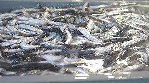 Fresh Fish in an Aquaculture Tank for Sustainable Fish Farming and Environmental Conservation