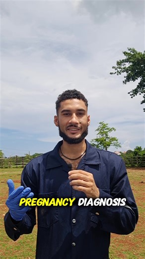 Pregnancy Diagnosis in Cattle 🐄 Rectal palpation is one of the most common ways vets check if a cow is pregnant. By carefully feeling the uterus through the rectal wall, different stages of pregnancy can be detected: 🔹 Early pregnancy (30–60 days): The uterus begins to drop into the pelvic cavity and feels slightly enlarged. One uterine horn may be more fluid-filled than the other. 🔹 Mid-pregnancy (60–120 days): The fetus and placentomes (cotyledons) can be felt, and the uterus is more clearl