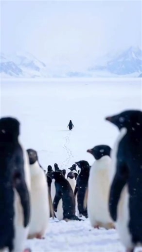 BUT WHY ? The Lone Penguin Story 🐧 Sebuah video pendek seekor penguin yang menjauh dari koloninya dan berjalan dengan tegas ke pegunungan telah menaklukkan internet pada tahun 2026. Di media sosial mereka menyebutnya