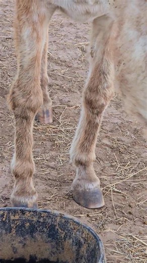 Who remembers Starli. She came to us so broken and while her body healed a while ago her soul continues to heal. You can just feel the trauma that she has been thru. Every now and then she will come up for love and give me a lip wiggle in excitement. This week she started trotting to the food bowl with me in play. I think her soul is starting to heal and it makes me so happy. We love you Starli ✨ | Fonzy's Farm Rehab and Sanctuary
