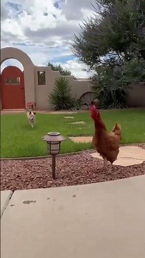 Funny Pup Gets Instant Karma While Chasing Chicken!