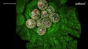 Chlamydia-like bacteria found growing on Great Barrier Reef