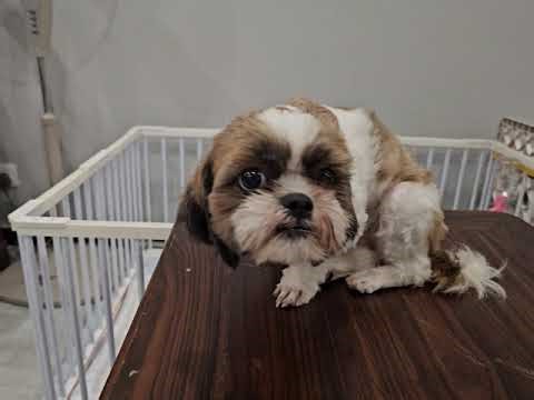 Shih Tzu Dog For Adoption - 1 Year, Bear from Masai, Johor