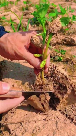 Planting almond plants Tutorial #farming #shorts