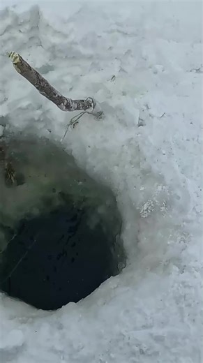 Spotting a Huge Wolf During Burbot Fishing Adventure