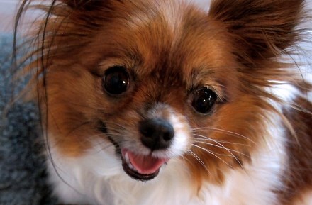 Mi-Ki Breed Facts - Belle Amie Mi-Kis - Puppy/Dog Information