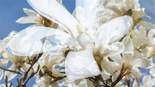 VIDEO 🌸 Magnifica Yulan, una dintre cele mai rare magnolii din lume. Ce o face atât de specială și unde o găsești în București • Festivalul Magnoliilor