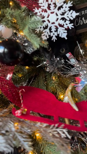 Holly Belle on Instagram: "Kuiu is in his sassy slapping era - his tree his rules"