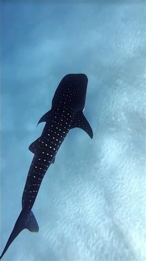 Beautiful Whale Shark – The Gentle Giant of the Ocean