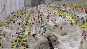 Chicken Farm Poultry Production Stock Footage Video (100% Royalty-free) 14407096 | Shutterstock