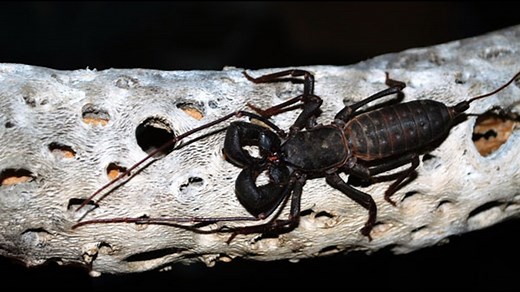 Vinegaroons are popping up in Texas. But, are they harmful or harmless?