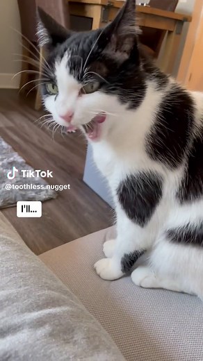 Avoid Leaving Your Cat Alone at Home