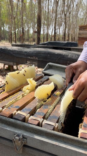 Wow! So beautiful new hives it growing on bee frame but we clean out #animals #beautiful #amazing